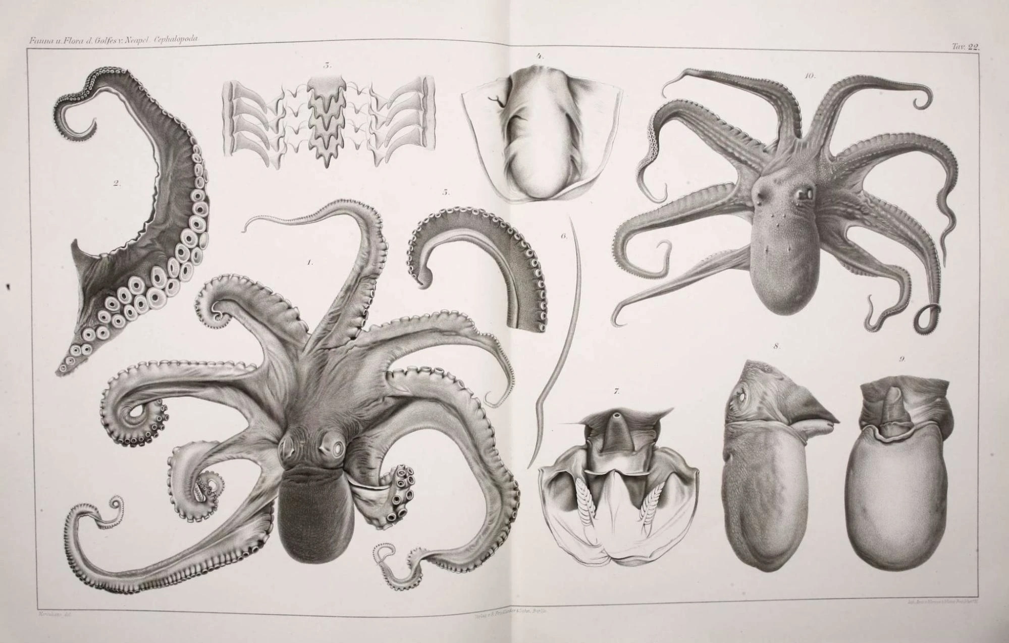 Institute for Postnatural Studies, project: FROM FLESH TO DATA (fig. 2)
