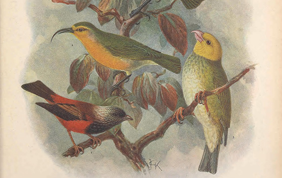 Institute for Postnatural Studies, course: Sound Ecologies vol. II (fig. 12)