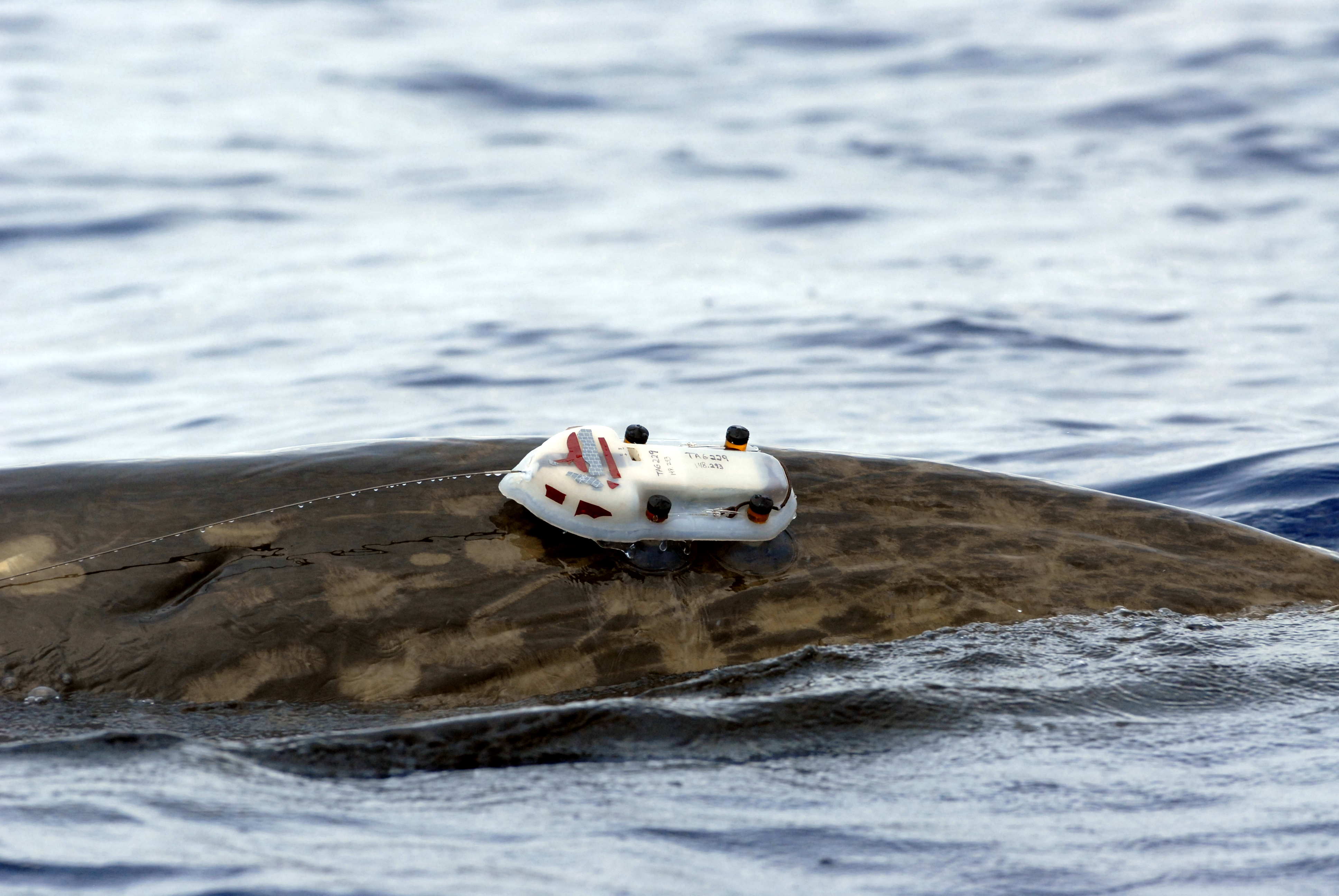 Institute for Postnatural Studies, course: SOUND ECOLOGIES (fig. 4)