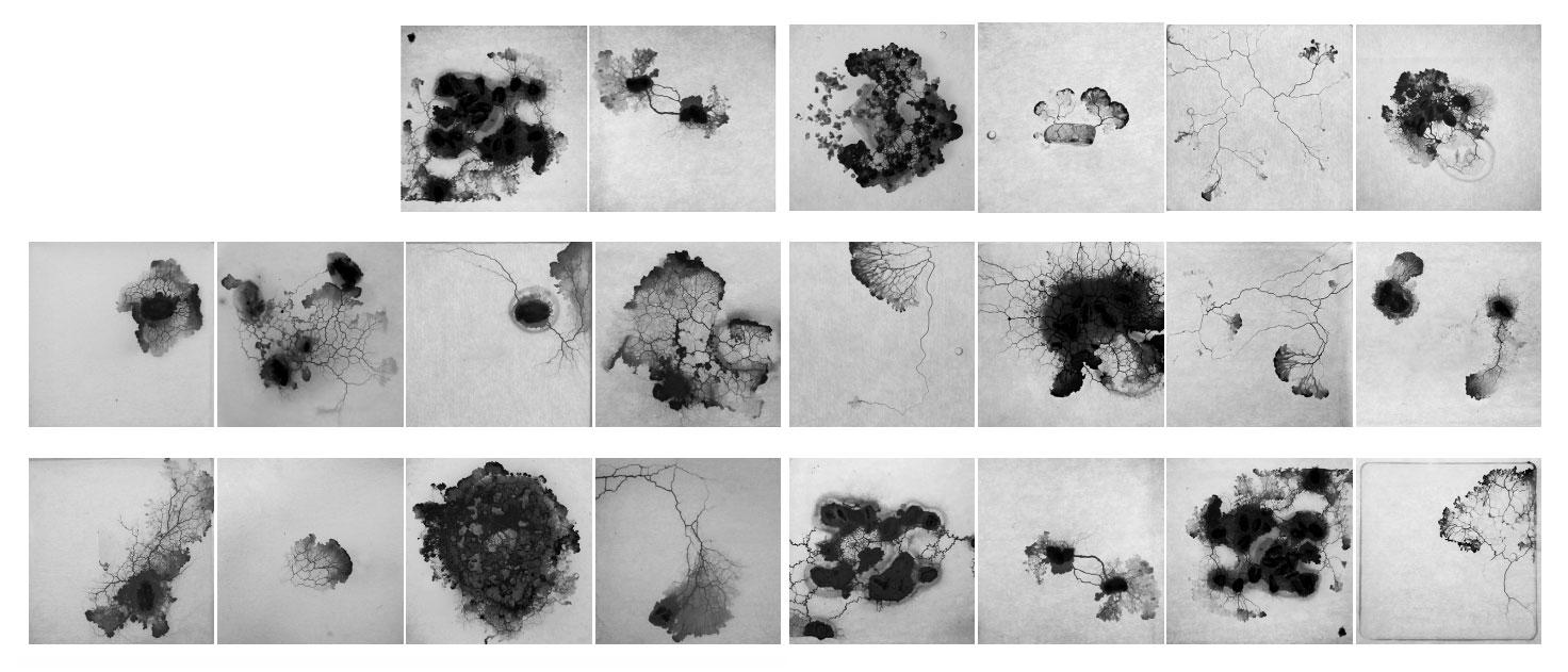 Institute for Postnatural Studies, activity: PAULINE RUFFIOT (thumbnail landscape)