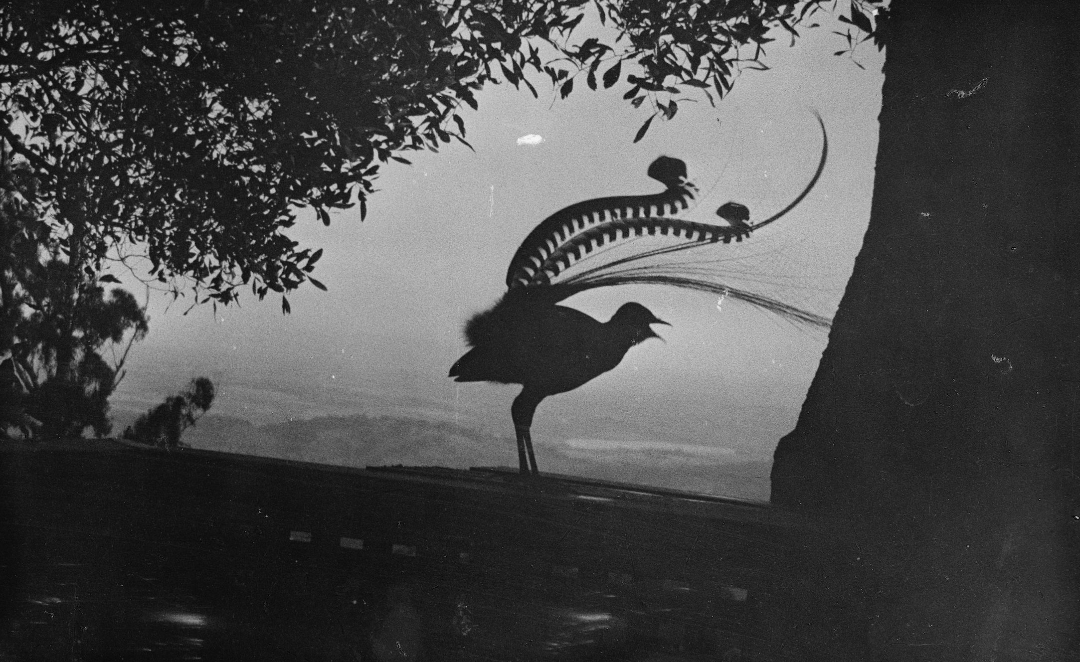Institute for Postnatural Studies, course: SOUND ECOLOGIES (thumbnail landscape)