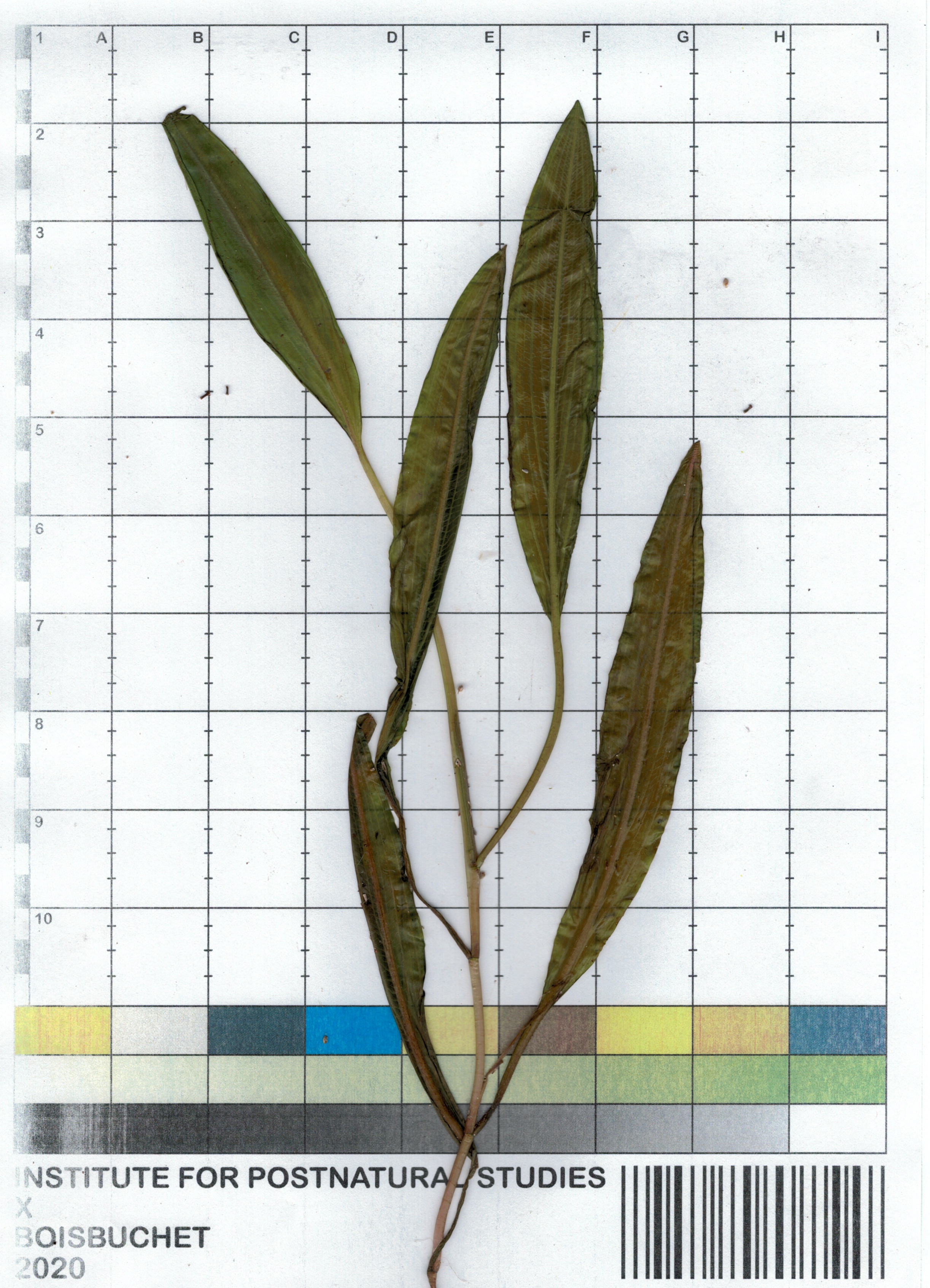 Institute for Postnatural Studies, project: NON-HUMAN-DESIGN (fig. 4)