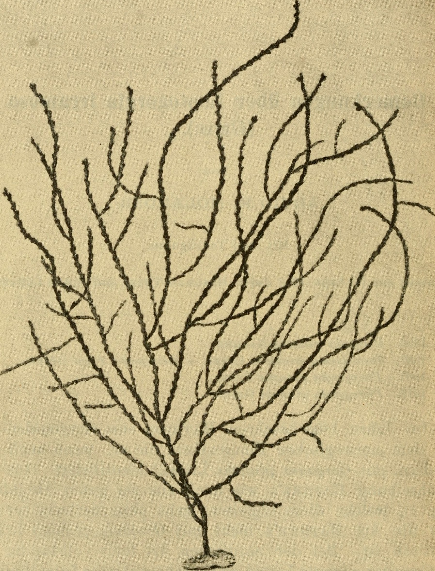 Institute for Postnatural Studies, project: L'Ocea Parla: Critical Cartography of Underwater Barcelona (fig. 11)
