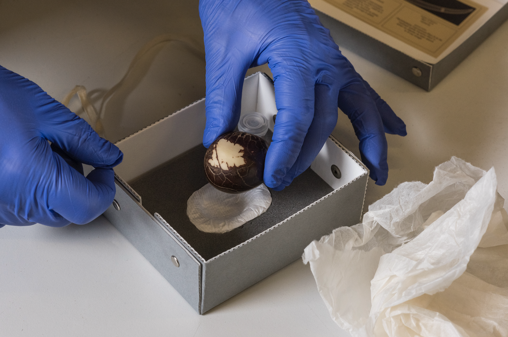 Institute for Postnatural Studies, project: A Green Jade Lake (fig. 11)