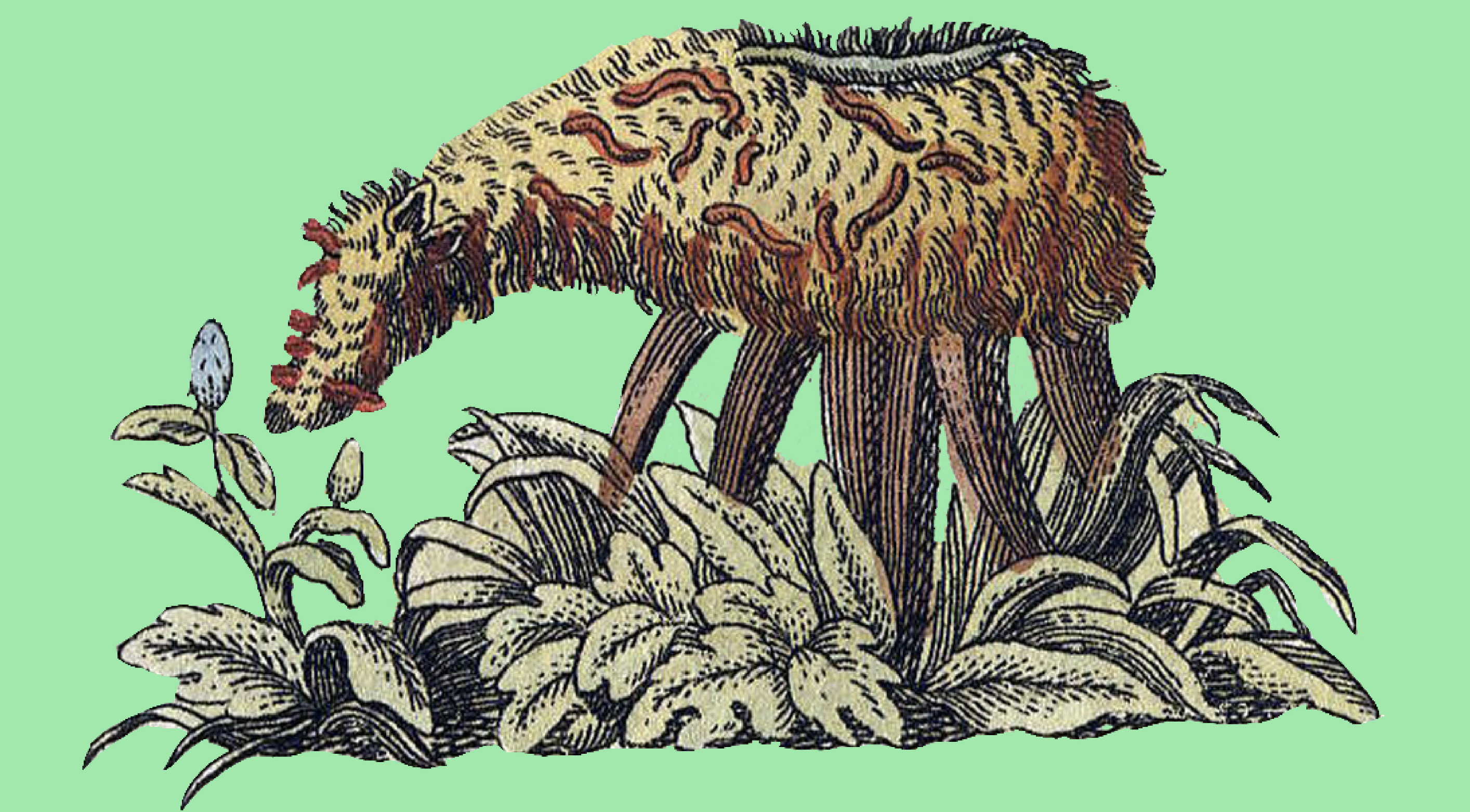 Institute for Postnatural Studies, course: MUTABILITY &amp; MUTUALISM (hero landscape)