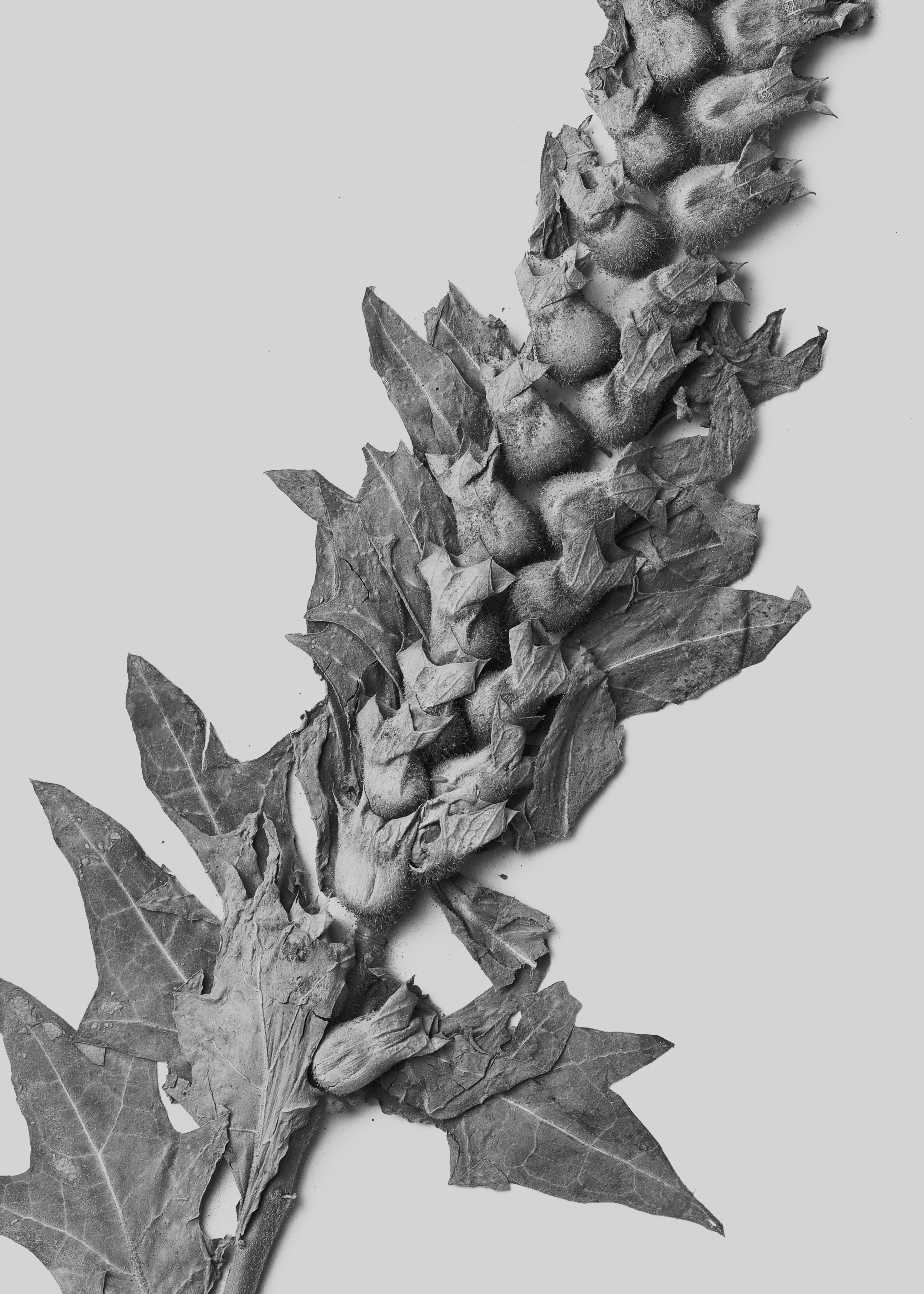 Institute for Postnatural Studies, project: Peyōni (fig. 6)