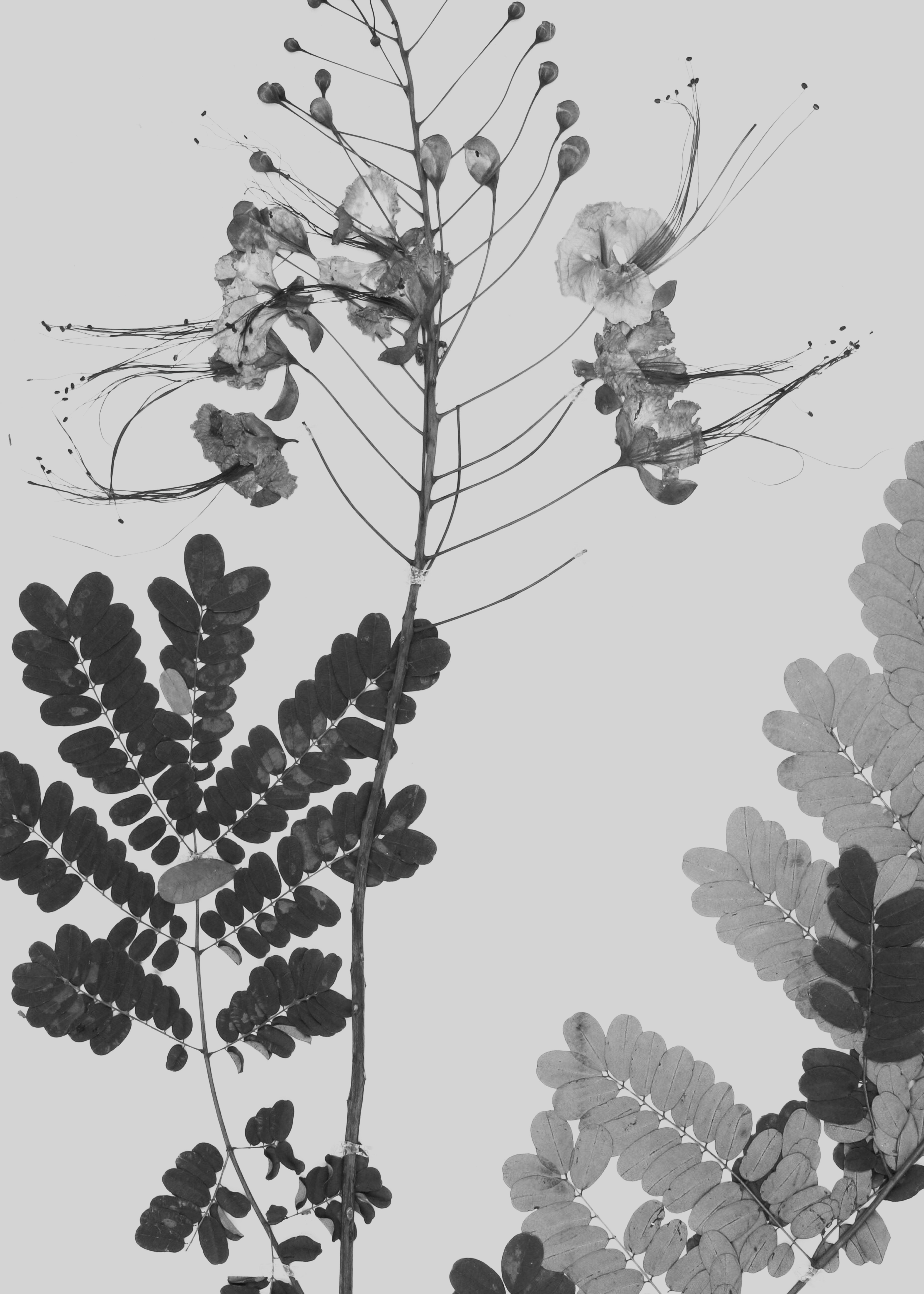 Institute for Postnatural Studies, project: Peyōni (thumbnail landscape)