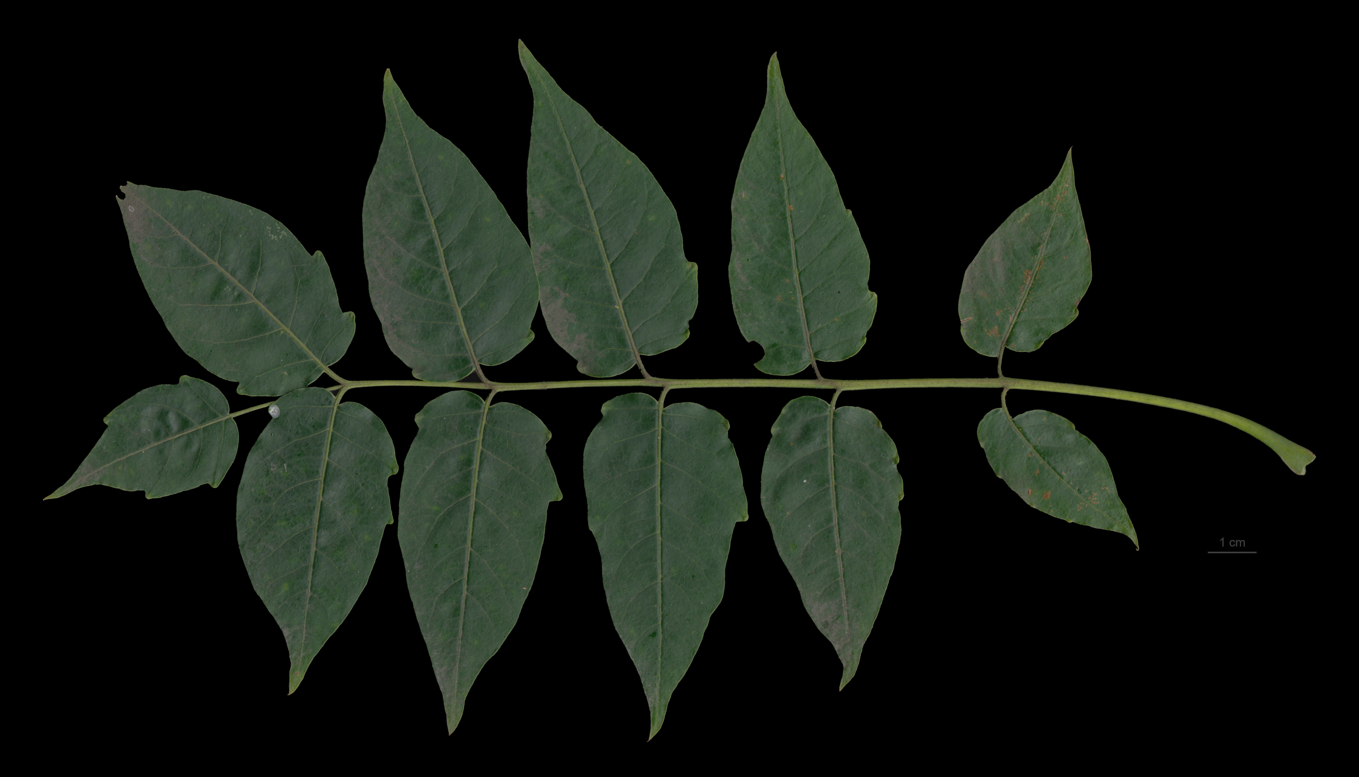 Institute for Postnatural Studies, course: POSTNATURAL GARDENING (fig. 1)