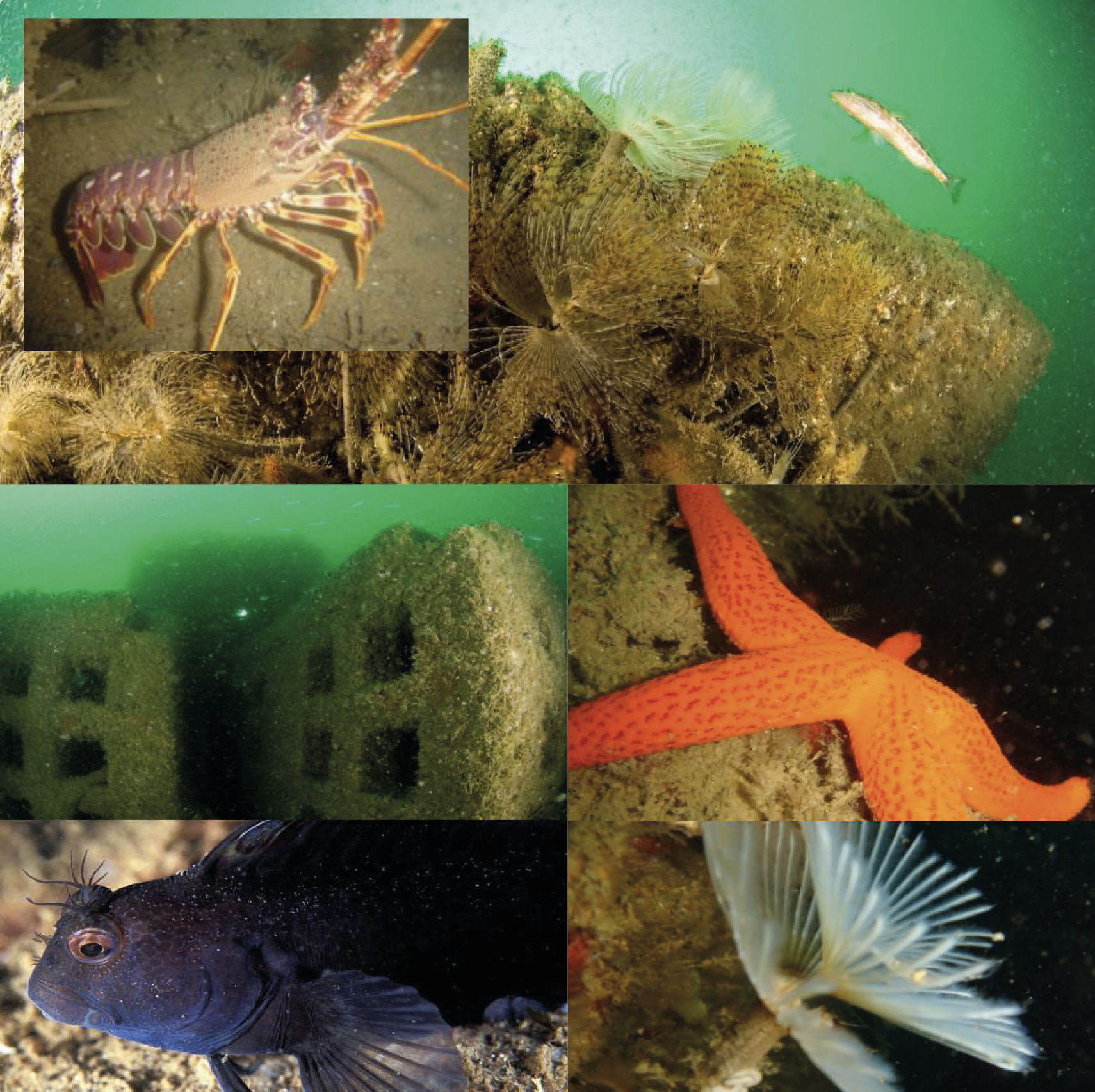 Institute for Postnatural Studies, project: Manifesta 15 Barcelona: Symphony of the Artificial Reef (fig. 4)