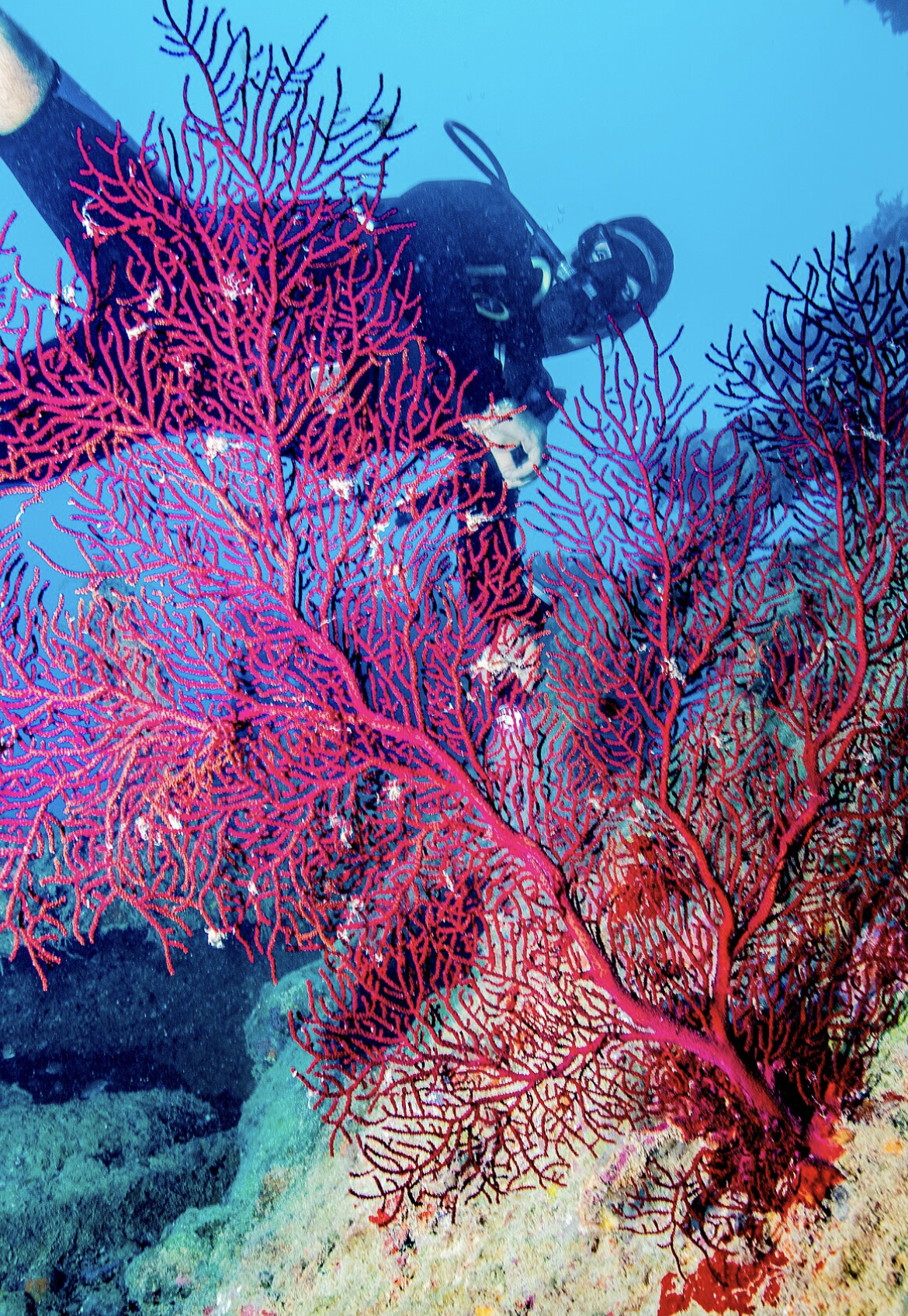 Institute for Postnatural Studies, project: L'Ocea Parla: Critical Cartography of Underwater Barcelona (fig. 9)