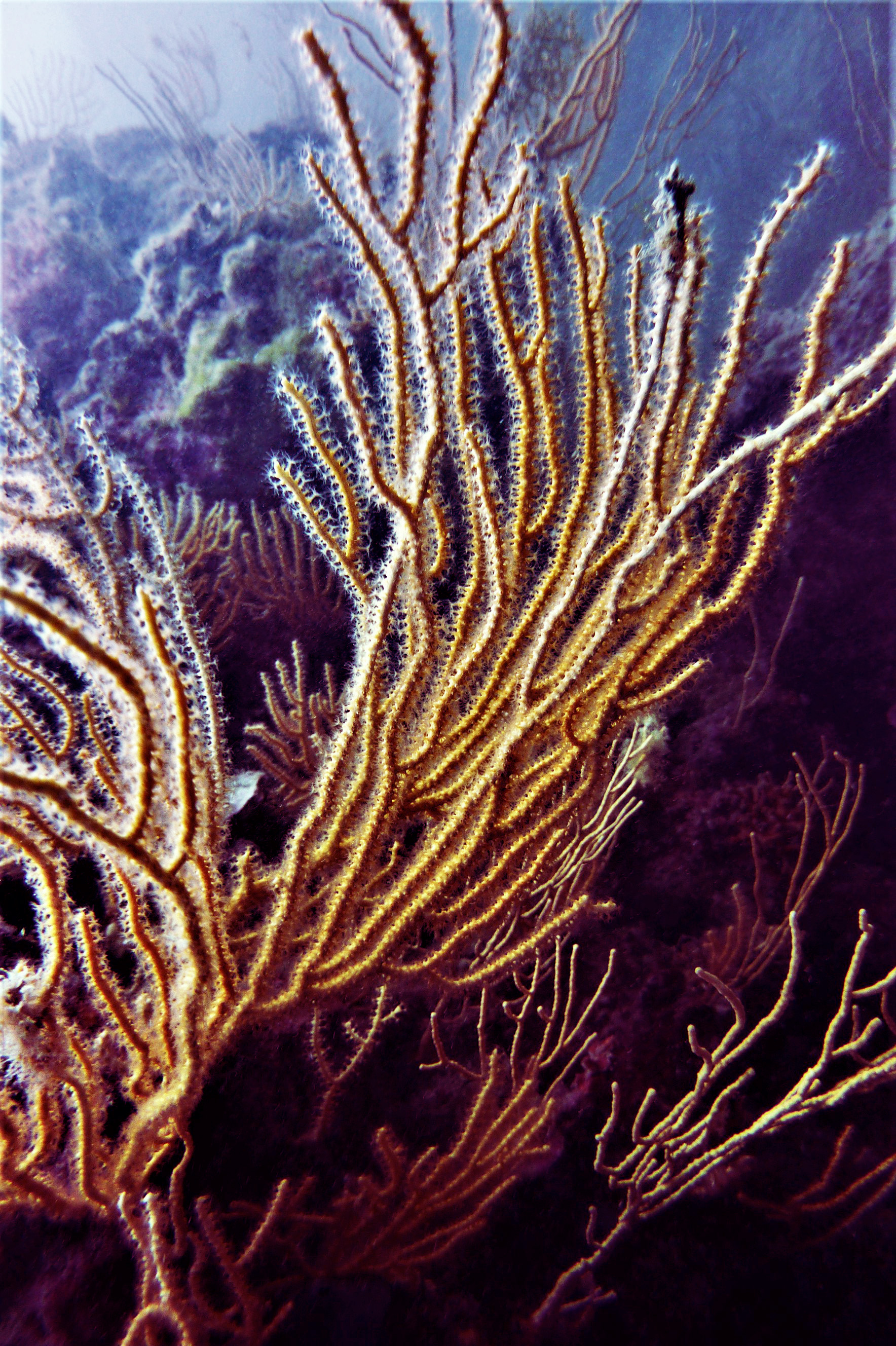 Institute for Postnatural Studies, project: L'Ocea Parla: Critical Cartography of Underwater Barcelona (fig. 8)