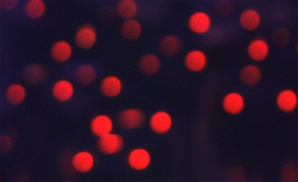 Institute for Postnatural Studies, project: DOWN TO EARTH: FILM EXPERIENCES TO COME DOWN TO EARTH (fig. 2)