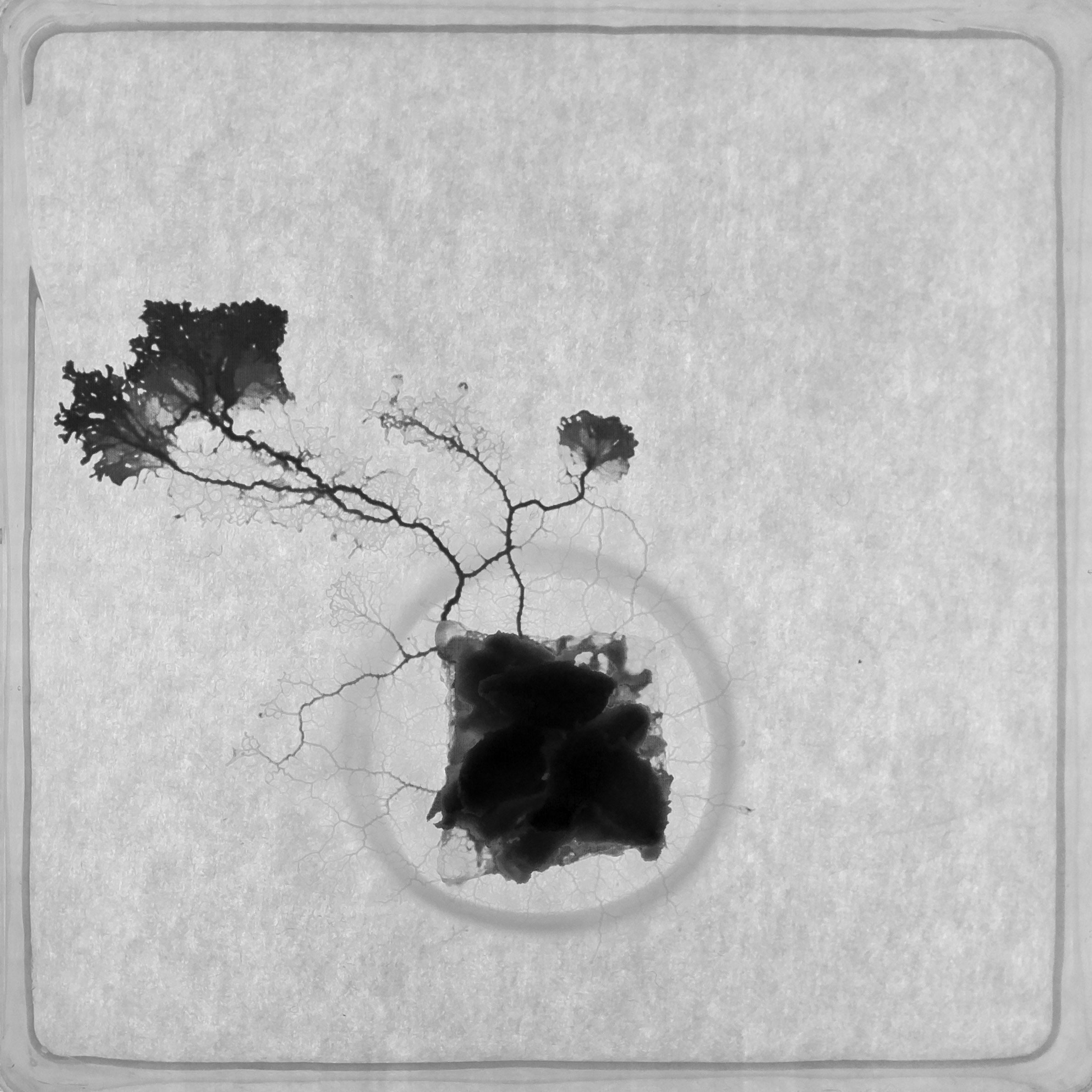 Institute for Postnatural Studies, activity: PAULINE RUFFIOT (fig. 1)