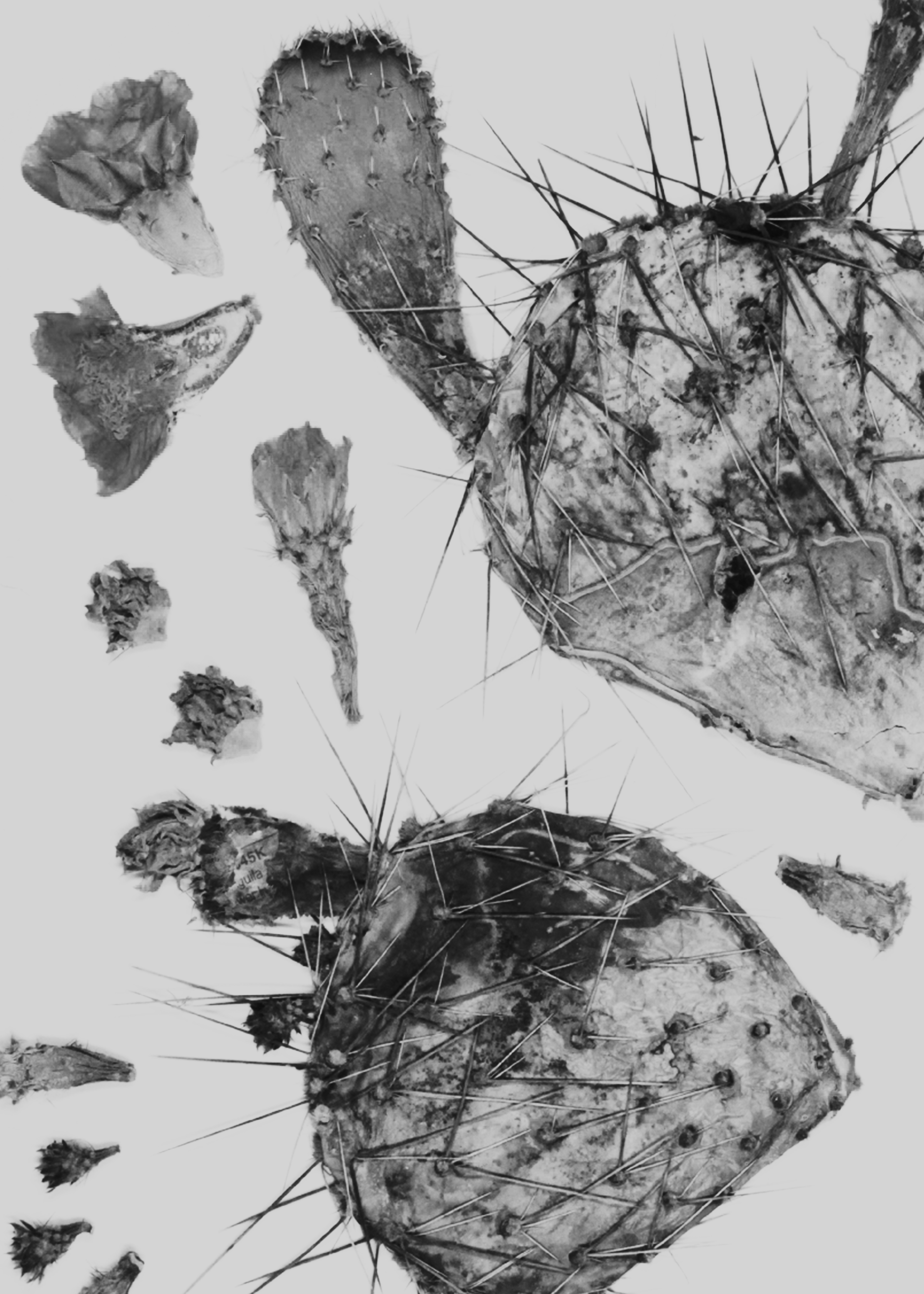 Institute for Postnatural Studies, project: Peyōni (fig. 10)