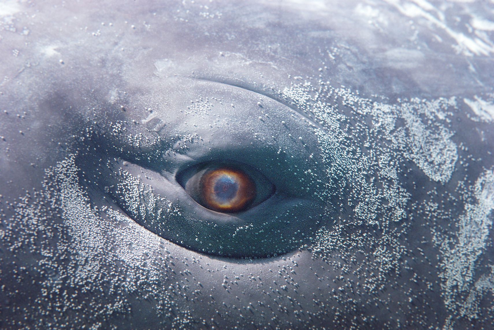 Institute for Postnatural Studies, project: DOWN ALIVE TO WONDROUS DEPTHS (fig. 1)