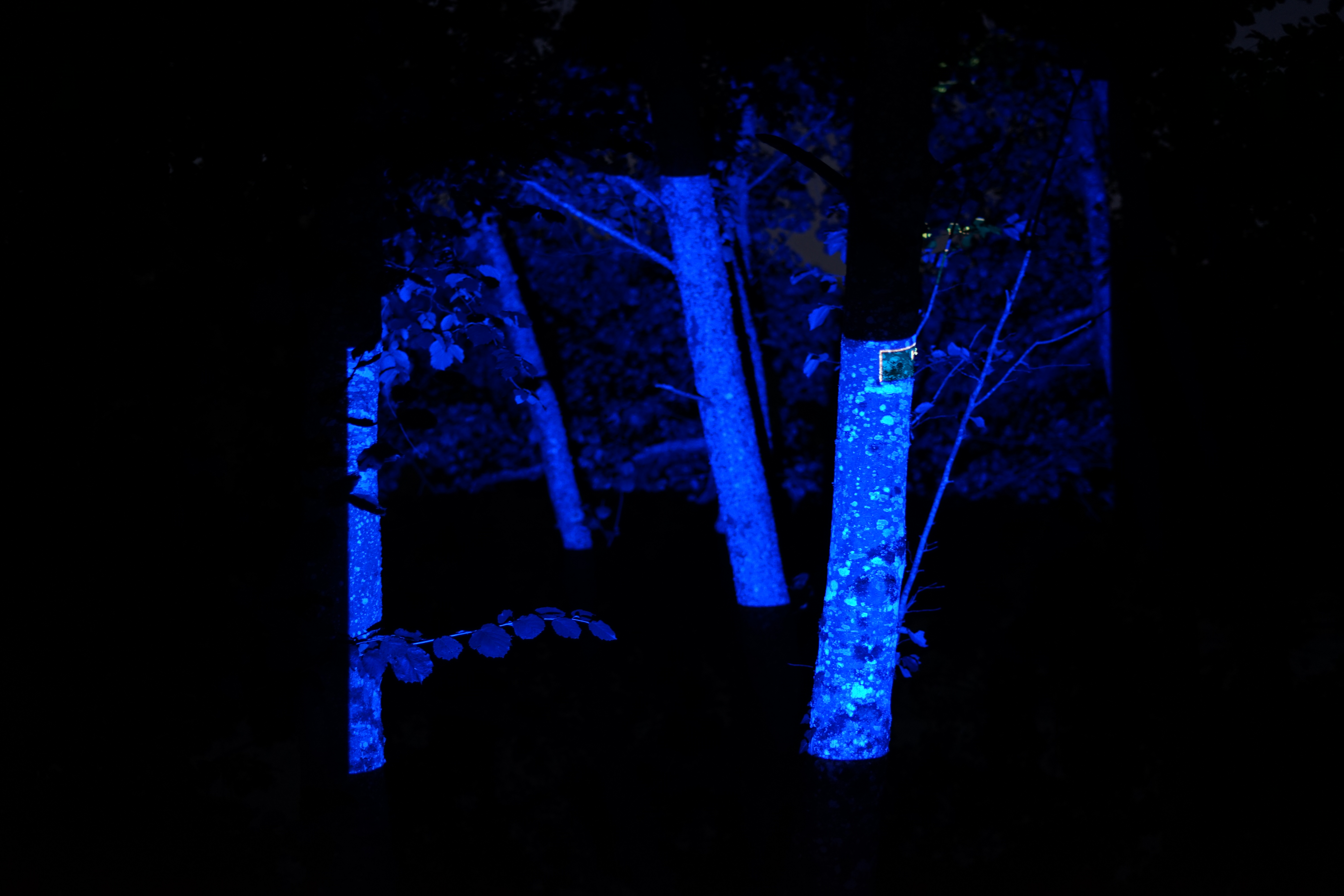 Institute for Postnatural Studies, project: NON-HUMAN-DESIGN (fig. 1)