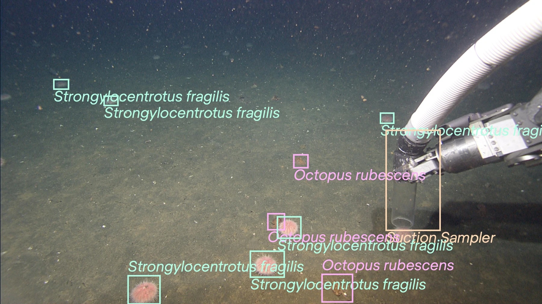 Institute for Postnatural Studies, project: FROM FLESH TO DATA (fig. 8)