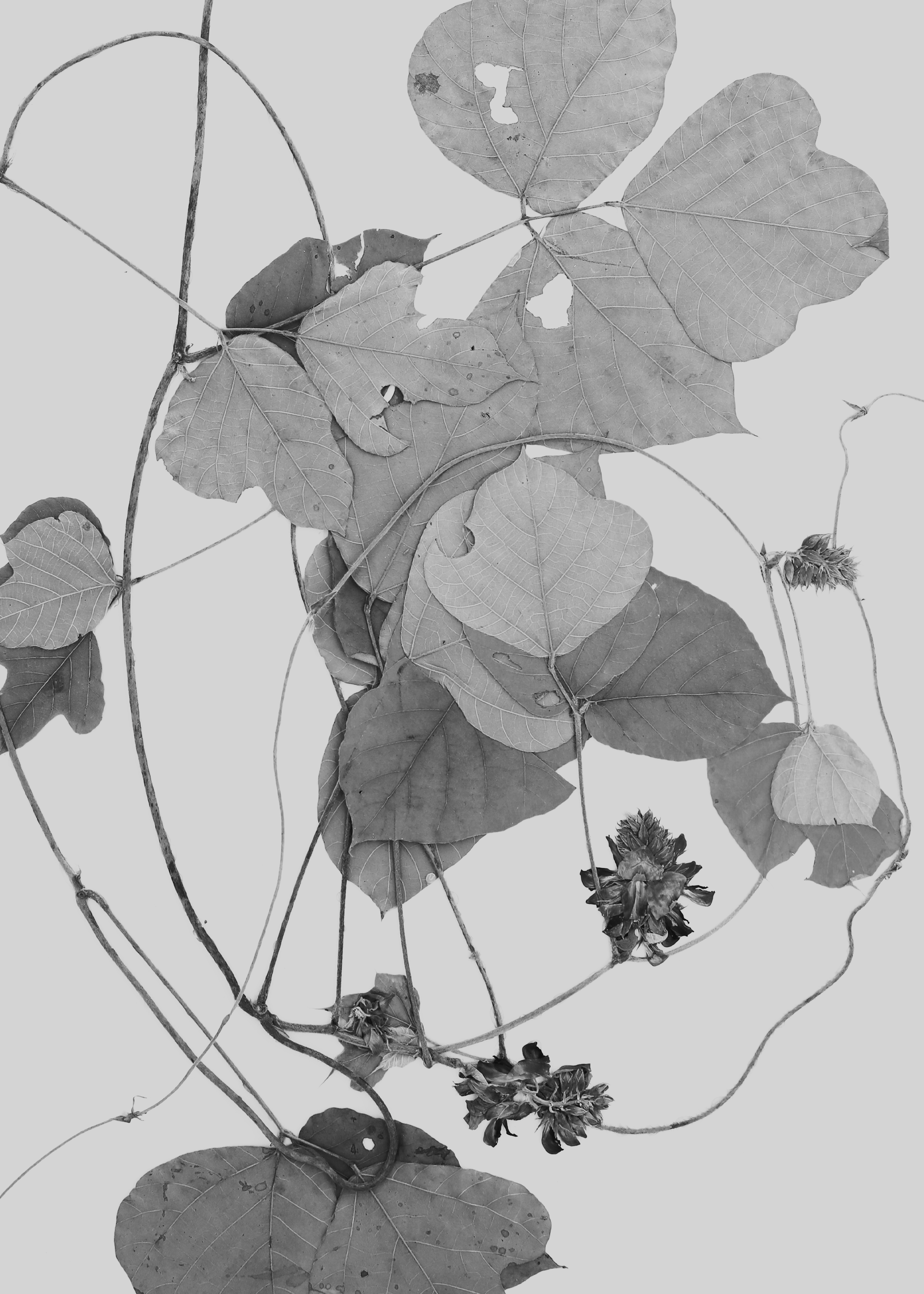 Institute for Postnatural Studies, project: Peyōni (fig. 7)