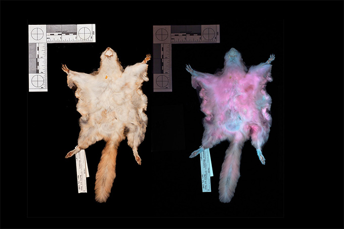 Institute for Postnatural Studies, course: Queer Ecologies: The Unnatural (fig. 7)