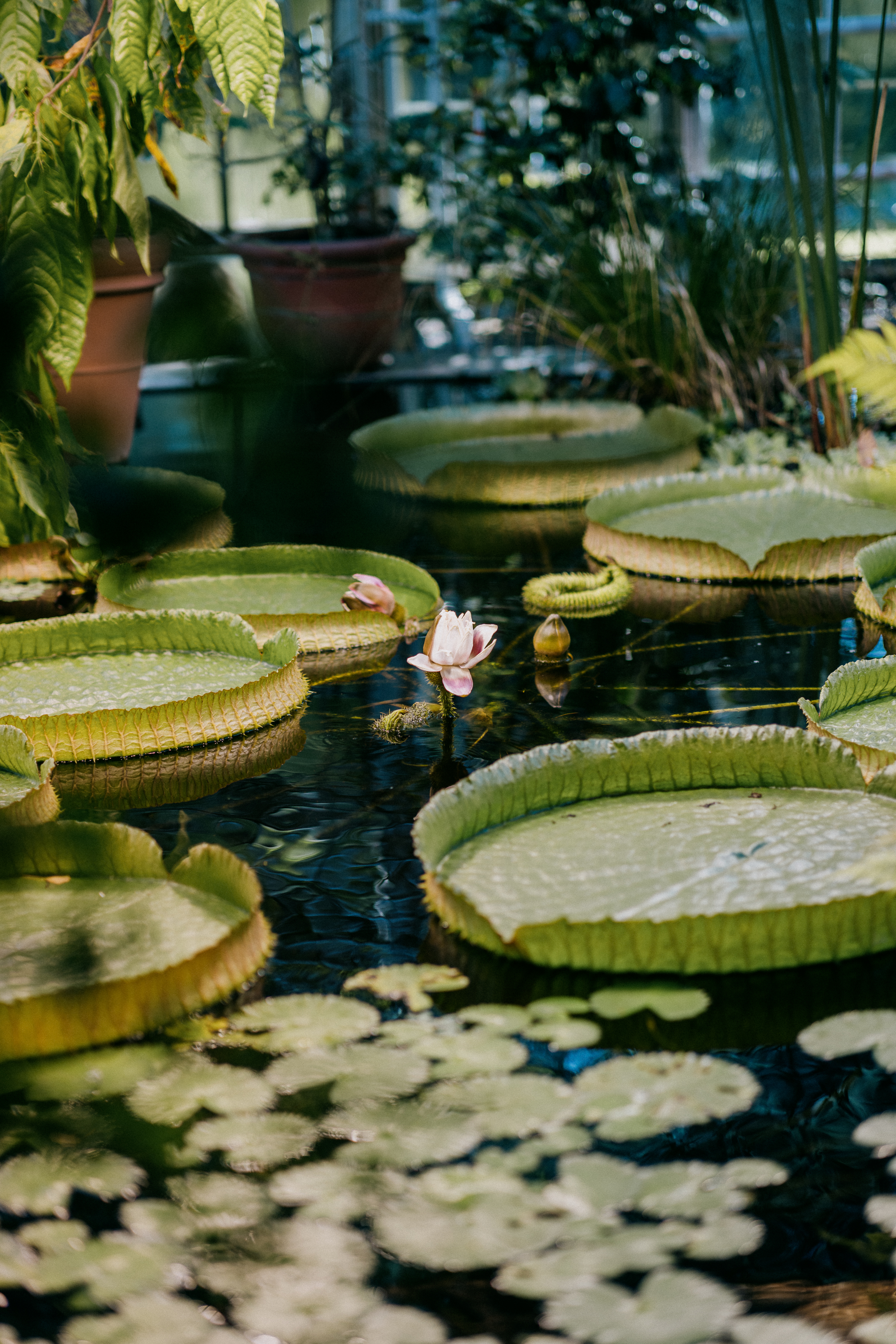 Institute for Postnatural Studies, project: HotHouse Flowers (fig. 4)