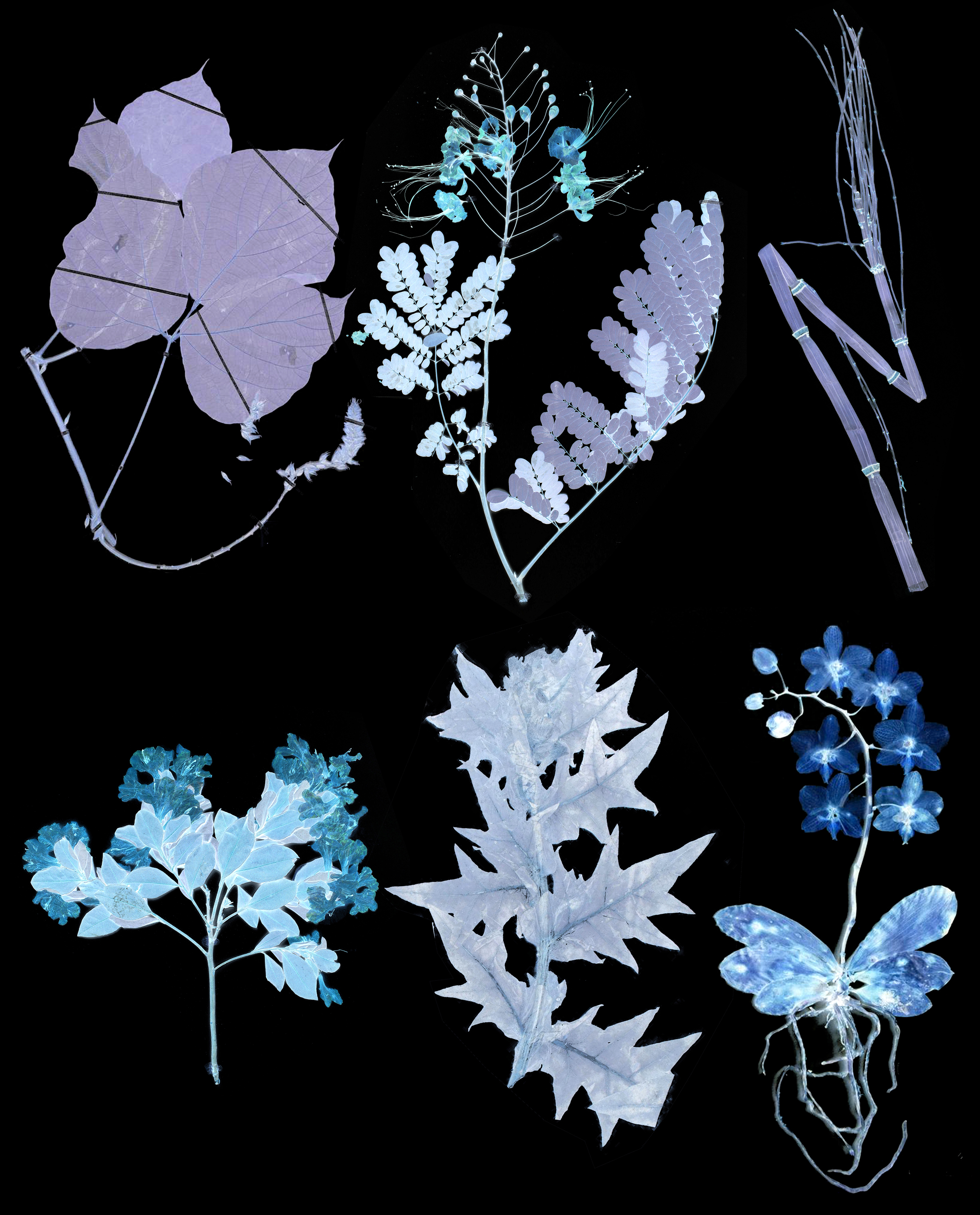 Institute for Postnatural Studies, project: METAPHYSICS OF MIXTURE: NOTES ON POSTNATURAL GARDENING (thumbnail landscape)