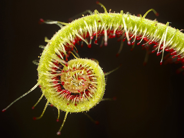 Institute for Postnatural Studies, course: Queer Ecologies: The Unnatural (fig. 10)