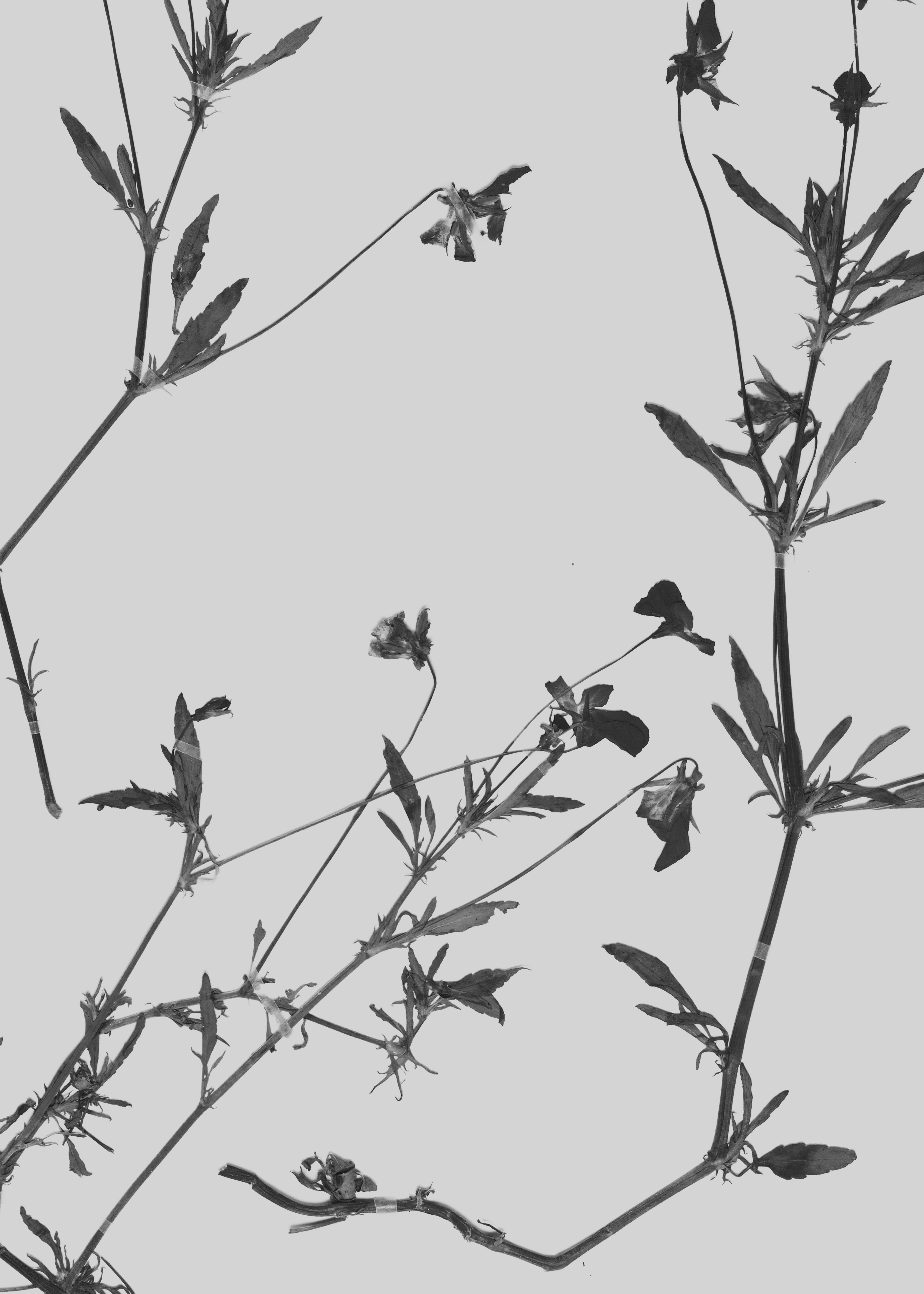 Institute for Postnatural Studies, project: Peyōni (fig. 8)