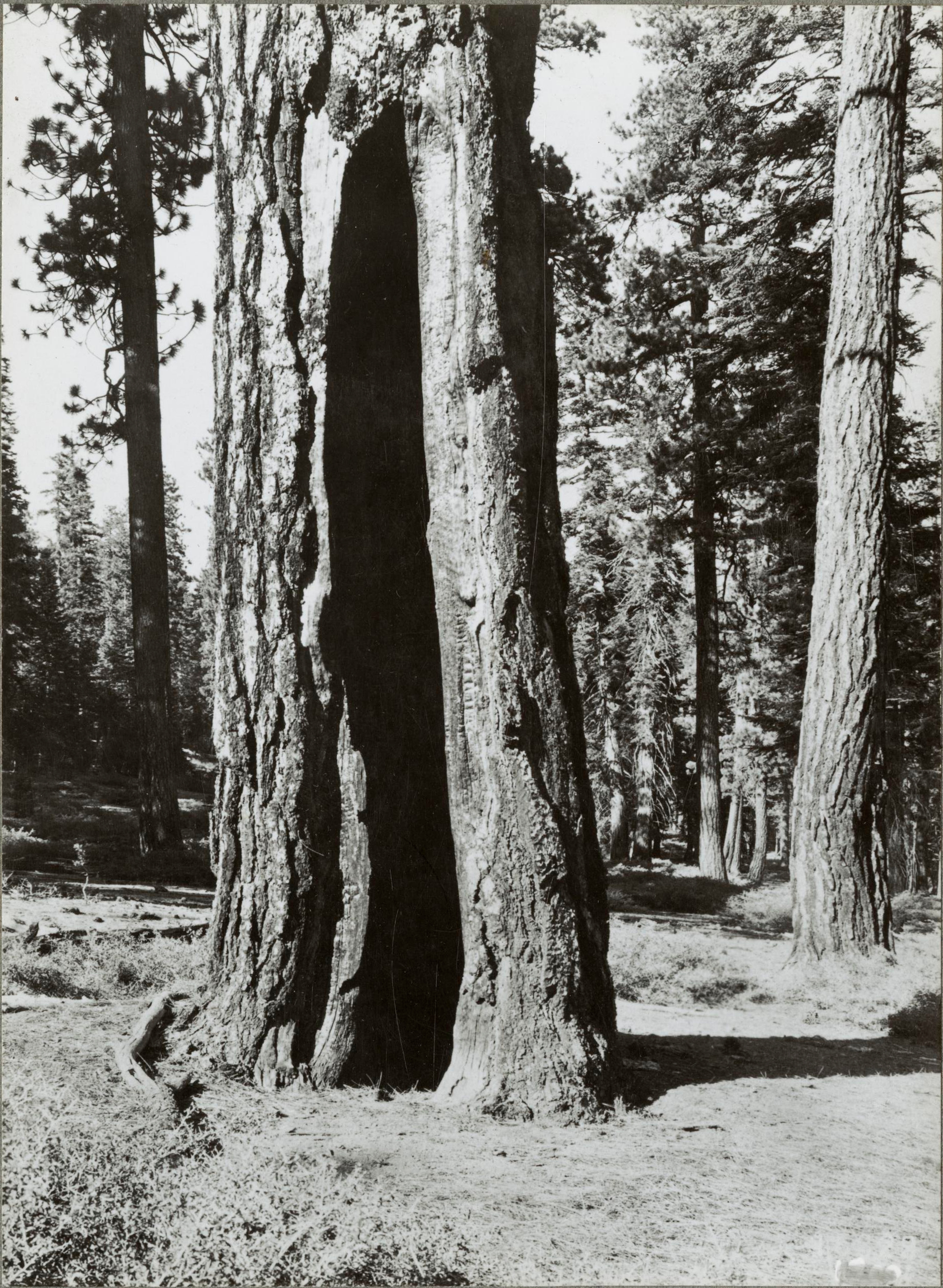 Institute for Postnatural Studies, project: ASHTE (fig. 6)